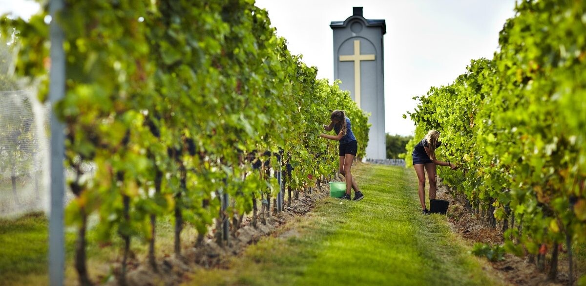 Vinič pestujú po vzore jezuitov. Vyzerá to u nich ako v Toskánsku
