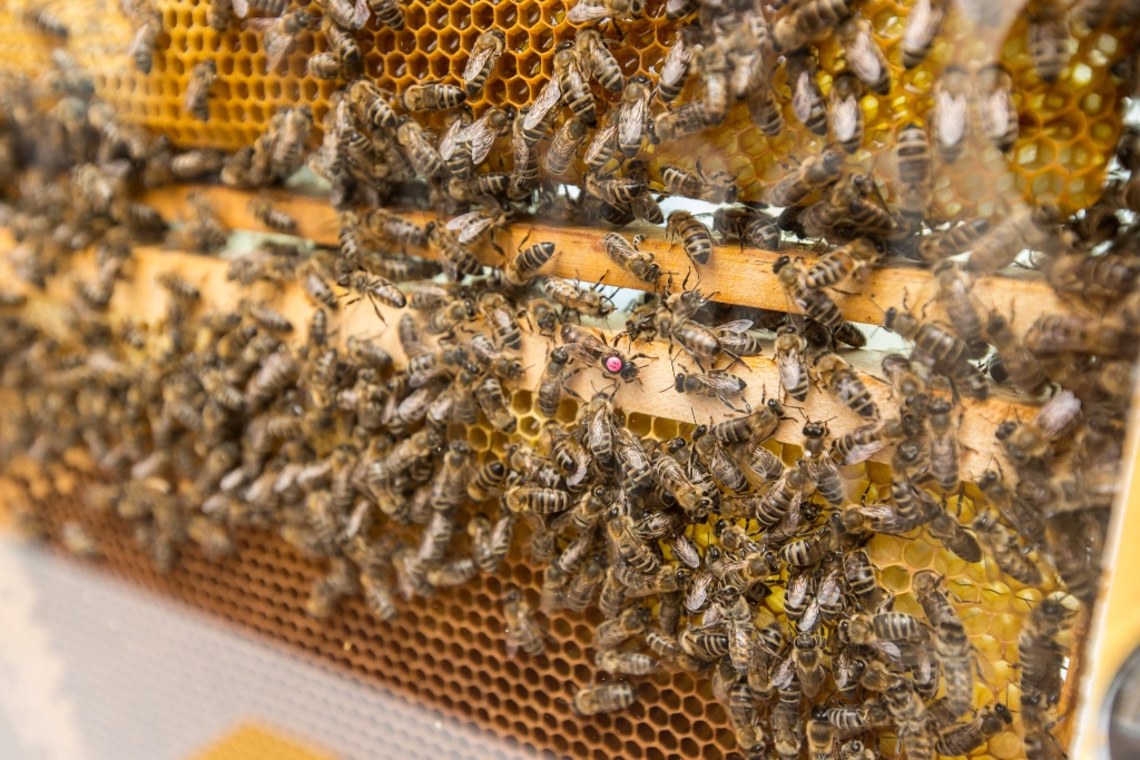 Mestský život včelám vyhovuje, domov našli na streche hotela