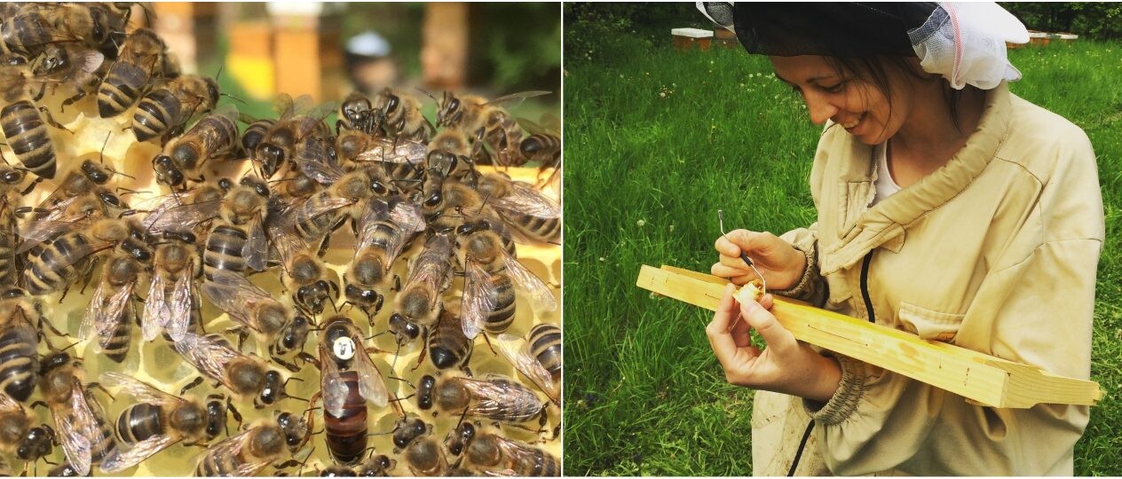 Včelárstvu sa v rodine venujú takmer 50 rokov. Ľudia si o nich dokonca mysleli, že sa volajú Pčolovci
