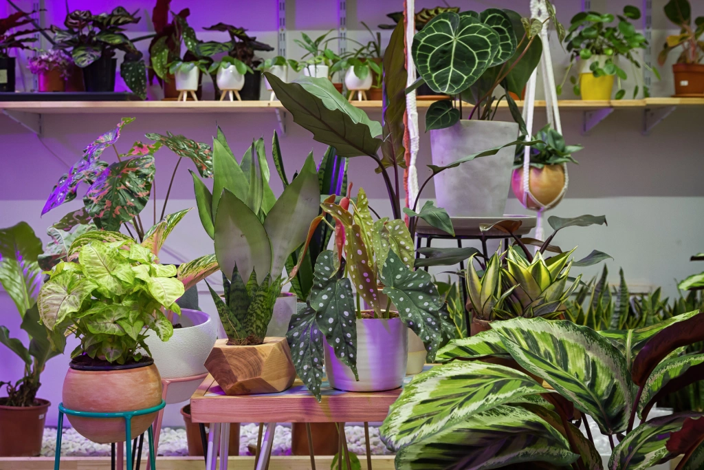 Ktoré rastliny prečistia vzduch v kancelárii či skrášlia byt? Vytvorte si doma trochu džungle, poradí vám právnik