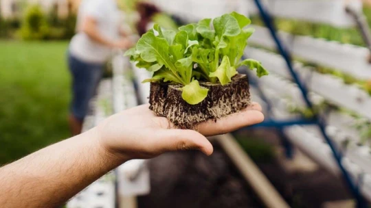 Future Farming: Aquapónia je budúcnosť pestovania potravín