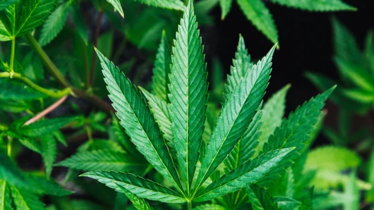 Počas korony sa darí biznisu s marihuanou. Prepadla sa snáď len firma „kráľa“ Instagramu Dana Bilzeriana