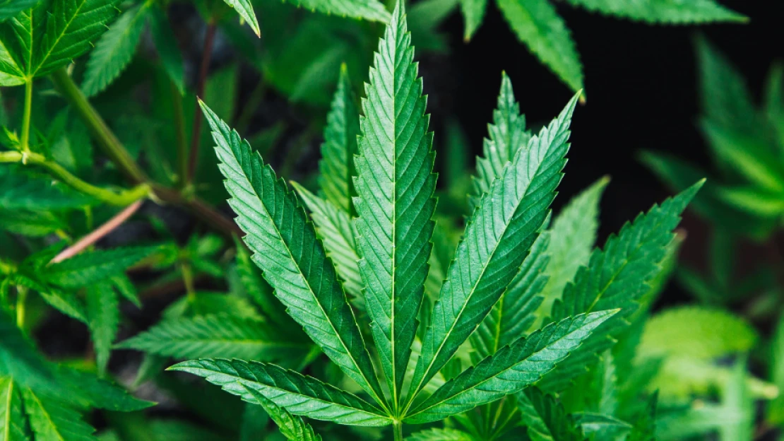 Počas korony sa darí biznisu s marihuanou. Prepadla sa snáď len firma „kráľa“ Instagramu Dana Bilzeriana