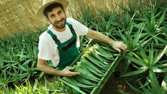 Lásku k flóre podedil. Ako dieťa predával muškáty, teraz má plantáž s aloe vera