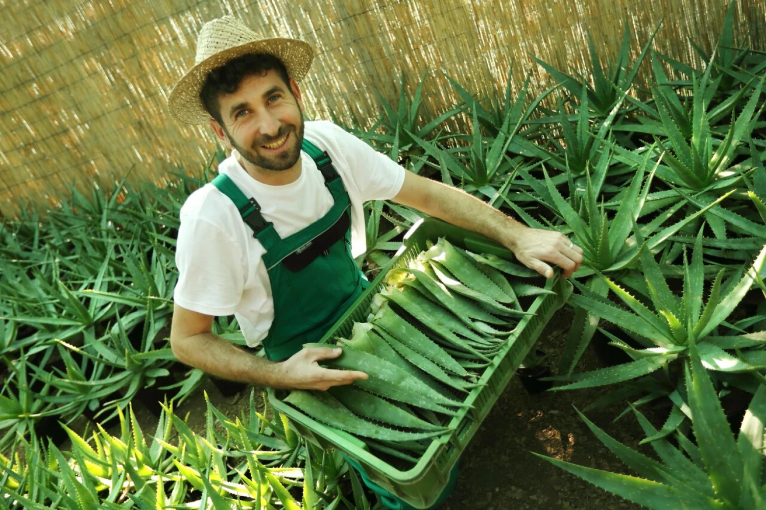 Lásku k flóre podedil. Ako dieťa predával muškáty, teraz má plantáž s aloe vera