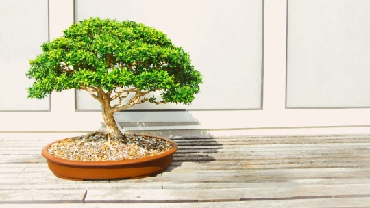 Kde nájsť životné šťastie? Tajomstvo je neuspokojiť sa s cieľom a stále rásť