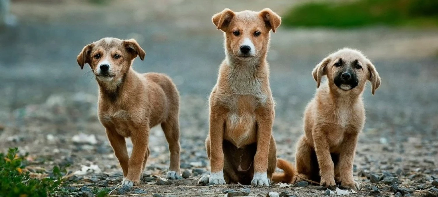 Oblečenie, krmivo aj wellness. Do starostlivosti o domácich miláčikov lejú Slováci milióny