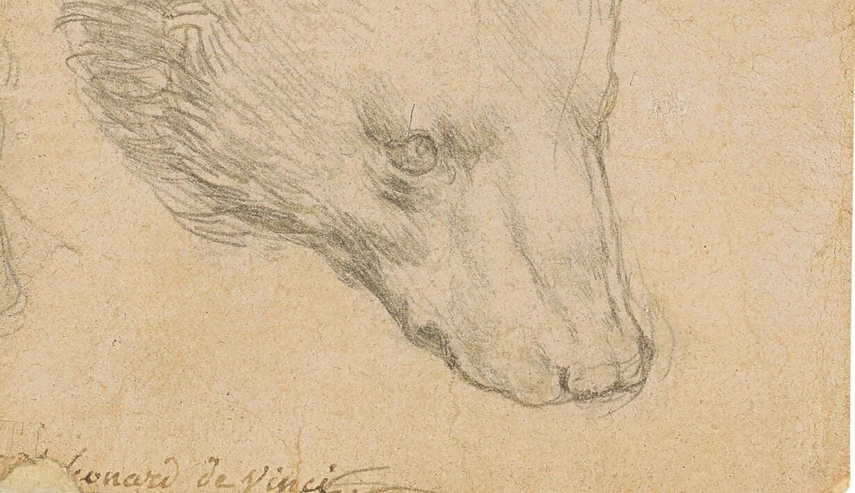 Sedem miliónov libier za da Vinciho kresbičku medveďa: málo či veľa?