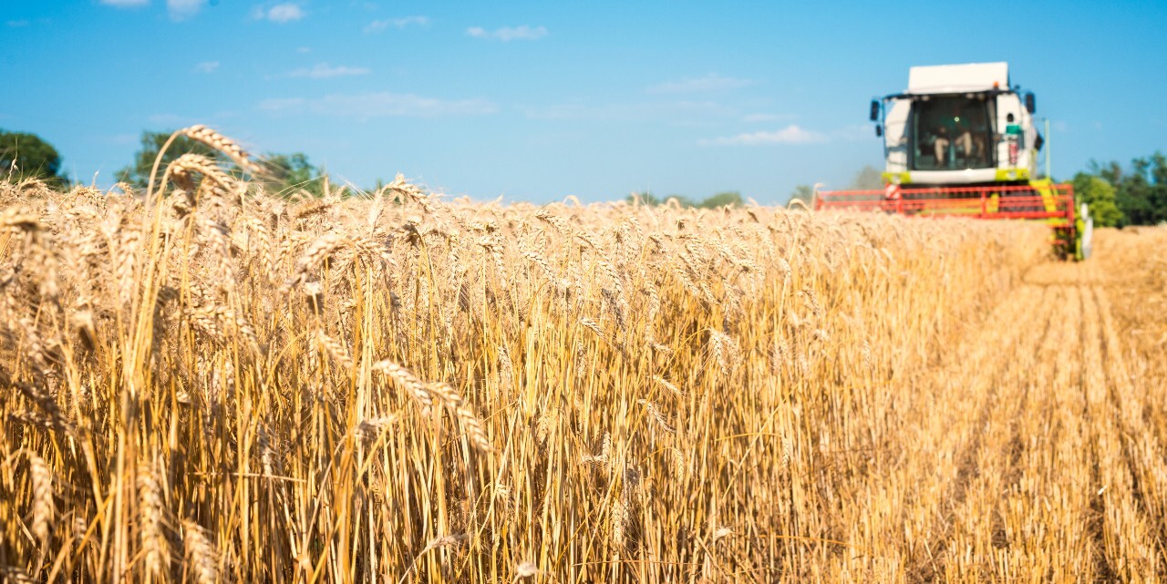 Ceny pšenice sú najvyššie od roku 2008. Hrozí potravinová kríza?