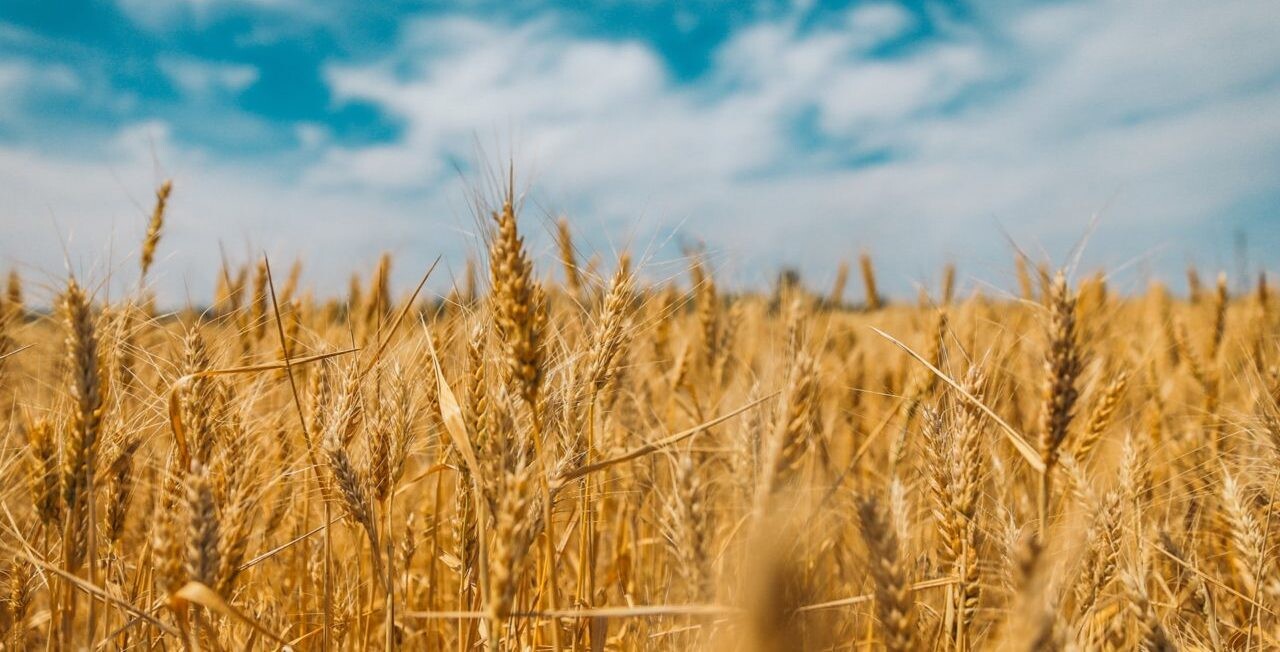 Vláda zrušila zákaz dovozu pšenice a olejnín z Ukrajiny, náš trh by však mali obísť