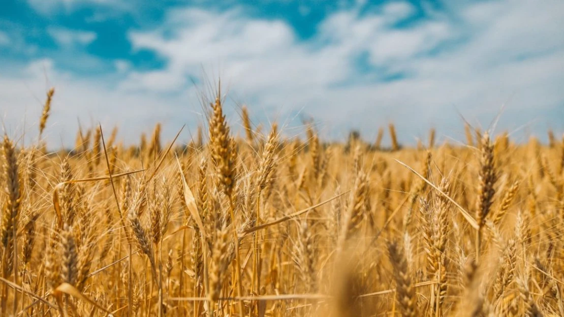 Kolárovský mlyn musí zničiť 1500 ton pšenice, aj testy v Kodani potvrdili zakázaný pesticíd