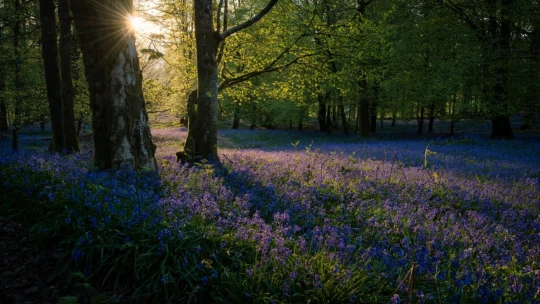 Hľadáte dokonalý relax? V štýlovom vagóne uprostred hôr zabudnete na okolitý svet