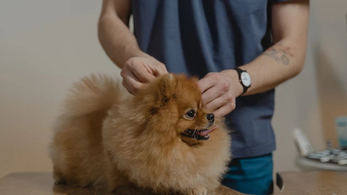 HardWood Investments nakupuje. Do skupiny pribudla najväčšia česká veterinárna nemocnica