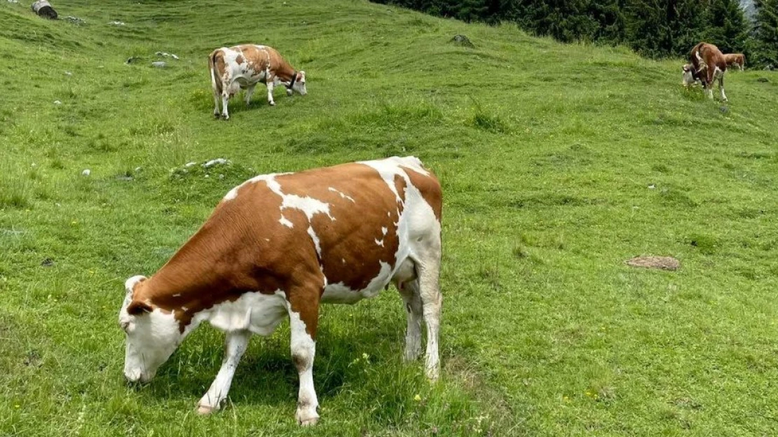 Farmári dostávajú za mlieko výrazne menej než vlani. Nákupná cena klesla takmer o štvrtinu