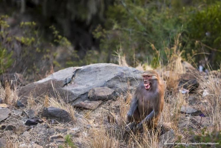 Humor ako spúšťač empatie. Pozrite si finalistov súťaže Comedy Wildlife Photography_0