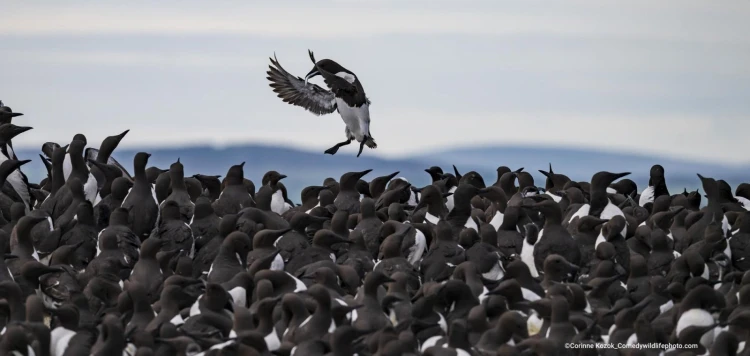 Humor ako spúšťač empatie. Pozrite si finalistov súťaže Comedy Wildlife Photography_10