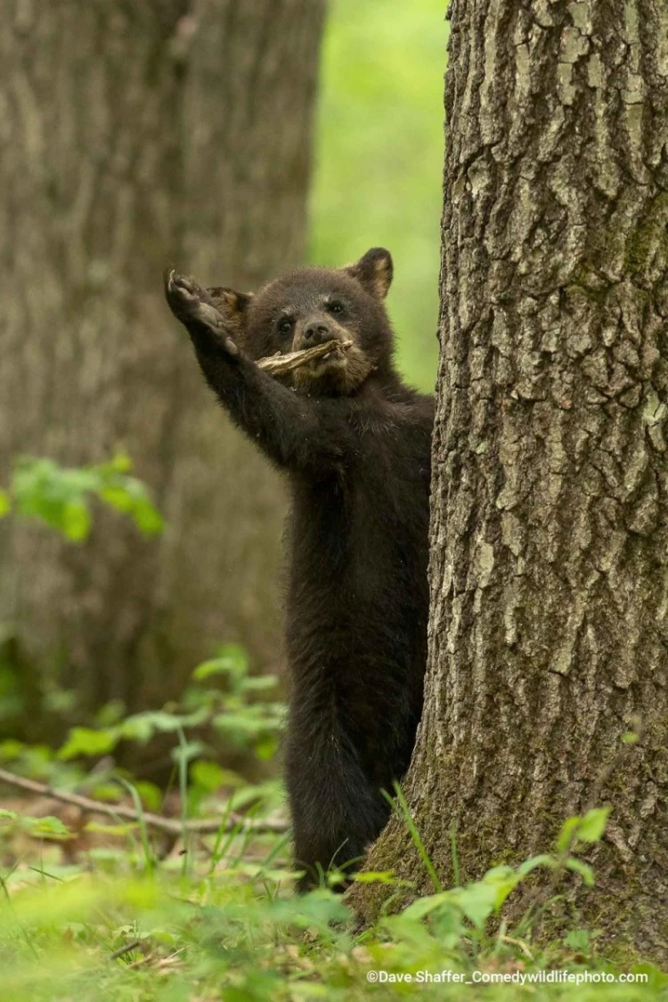 Humor ako spúšťač empatie. Pozrite si finalistov súťaže Comedy Wildlife Photography_11