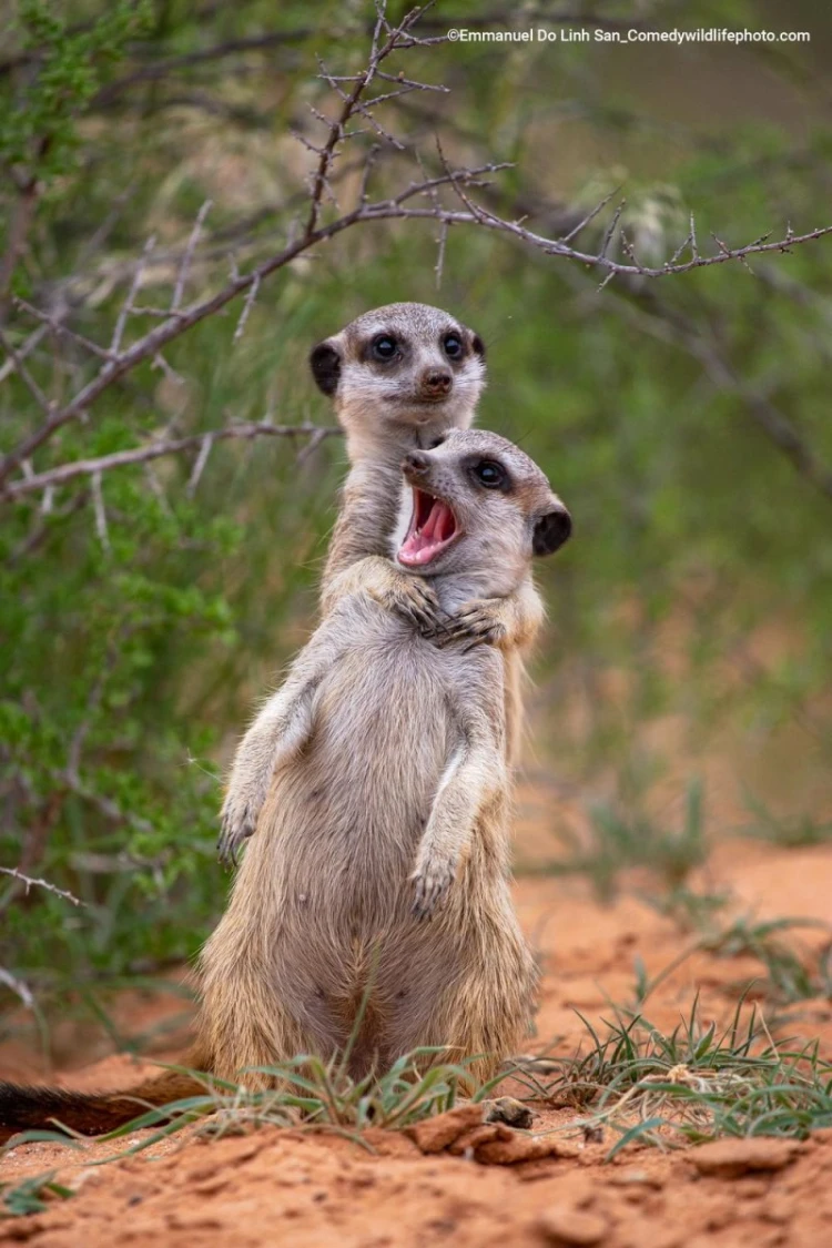 Humor ako spúšťač empatie. Pozrite si finalistov súťaže Comedy Wildlife Photography_12