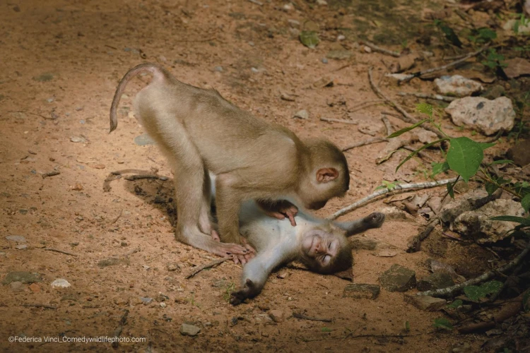 Humor ako spúšťač empatie. Pozrite si finalistov súťaže Comedy Wildlife Photography_13