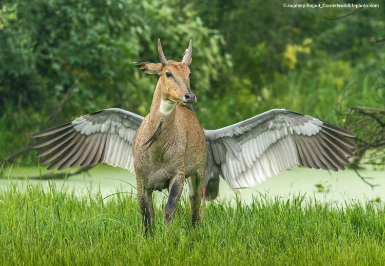 Humor ako spúšťač empatie. Pozrite si finalistov súťaže Comedy Wildlife Photography_14