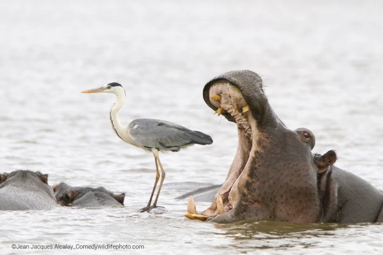 Humor ako spúšťač empatie. Pozrite si finalistov súťaže Comedy Wildlife Photography_15