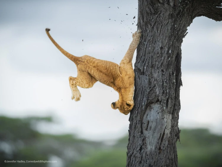 Humor ako spúšťač empatie. Pozrite si finalistov súťaže Comedy Wildlife Photography_16