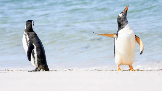 Humor ako spúšťač empatie. Pozrite si finalistov súťaže Comedy Wildlife Photography