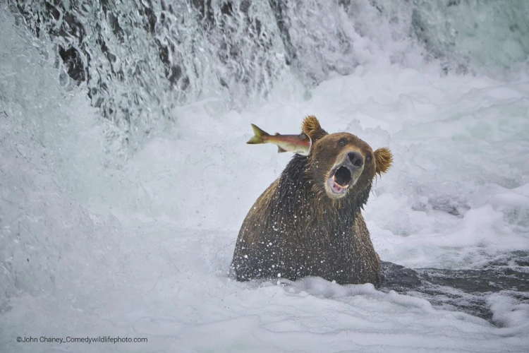 Humor ako spúšťač empatie. Pozrite si finalistov súťaže Comedy Wildlife Photography_18