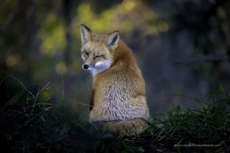 Humor ako spúšťač empatie. Pozrite si finalistov súťaže Comedy Wildlife Photography_20