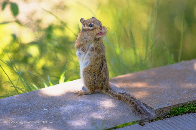 Humor ako spúšťač empatie. Pozrite si finalistov súťaže Comedy Wildlife Photography_21