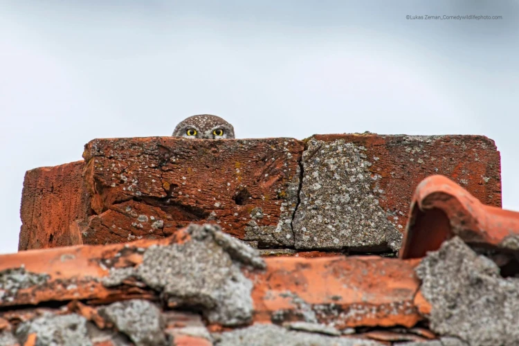 Humor ako spúšťač empatie. Pozrite si finalistov súťaže Comedy Wildlife Photography_23