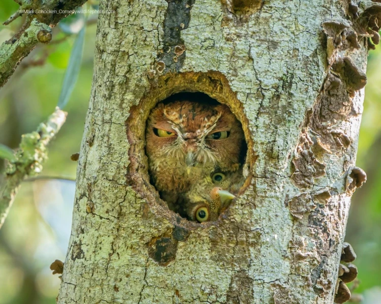 Humor ako spúšťač empatie. Pozrite si finalistov súťaže Comedy Wildlife Photography_24