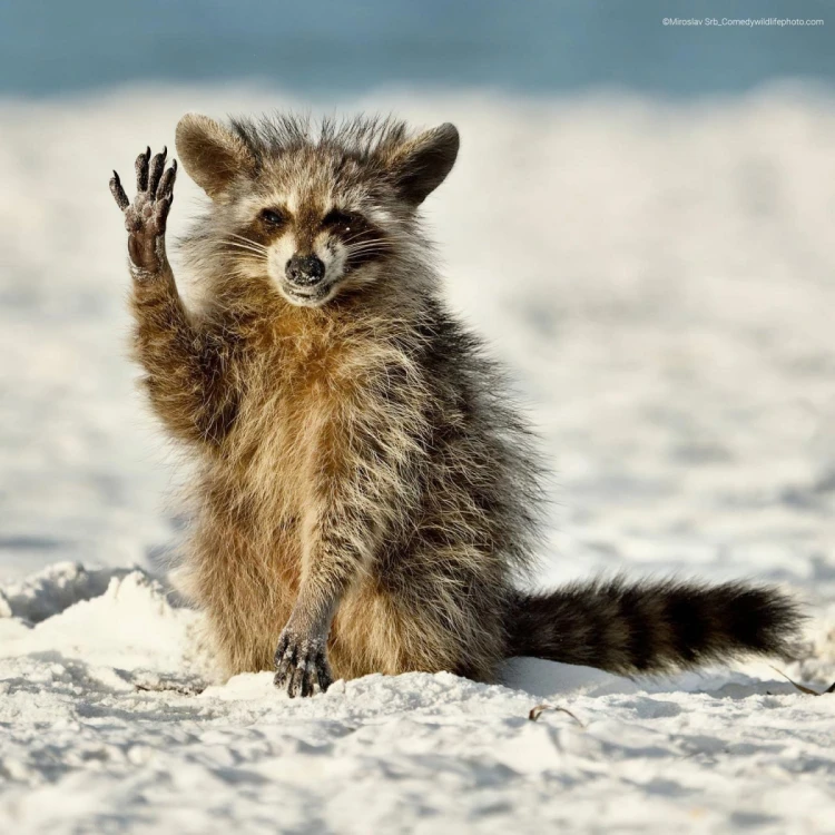 Humor ako spúšťač empatie. Pozrite si finalistov súťaže Comedy Wildlife Photography_27