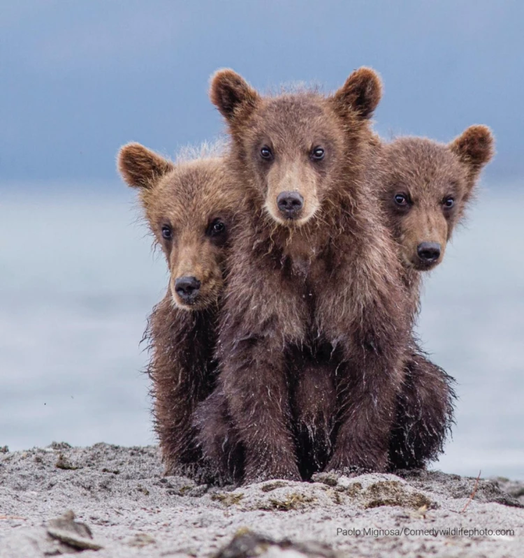 Humor ako spúšťač empatie. Pozrite si finalistov súťaže Comedy Wildlife Photography_28