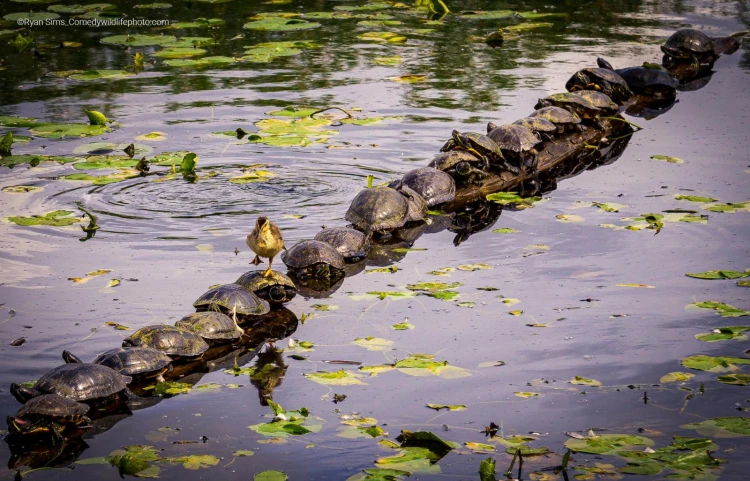 Humor ako spúšťač empatie. Pozrite si finalistov súťaže Comedy Wildlife Photography_30