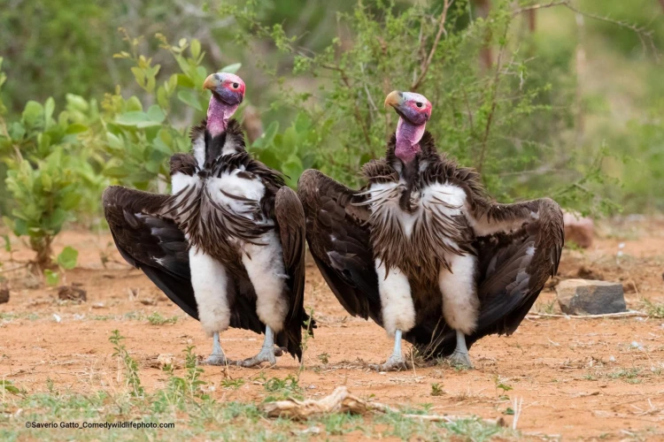 Humor ako spúšťač empatie. Pozrite si finalistov súťaže Comedy Wildlife Photography_31