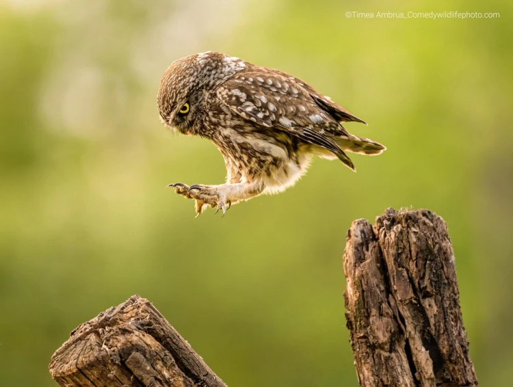 Humor ako spúšťač empatie. Pozrite si finalistov súťaže Comedy Wildlife Photography_35