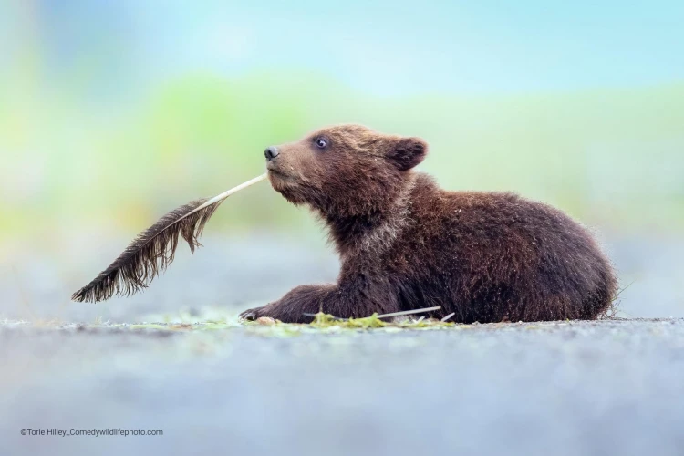 Humor ako spúšťač empatie. Pozrite si finalistov súťaže Comedy Wildlife Photography_36