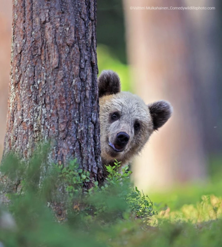 Humor ako spúšťač empatie. Pozrite si finalistov súťaže Comedy Wildlife Photography_37