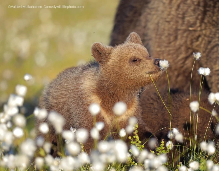 Humor ako spúšťač empatie. Pozrite si finalistov súťaže Comedy Wildlife Photography_38