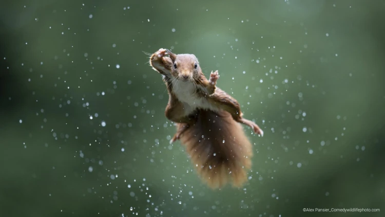 Humor ako spúšťač empatie. Pozrite si finalistov súťaže Comedy Wildlife Photography_4