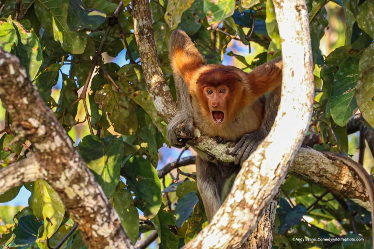 Humor ako spúšťač empatie. Pozrite si finalistov súťaže Comedy Wildlife Photography_6