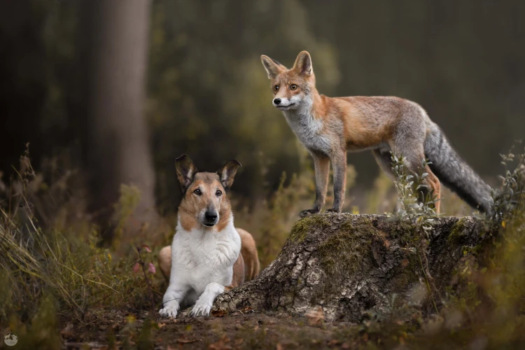 V zoo na ňu skočil lev, psa naháňala hodiny. Fotografka zbiera ceny zo svetových súťaží_7