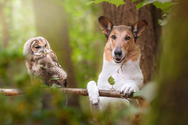 V zoo na ňu skočil lev, psa naháňala hodiny. Fotografka zbiera ceny zo svetových súťaží_0