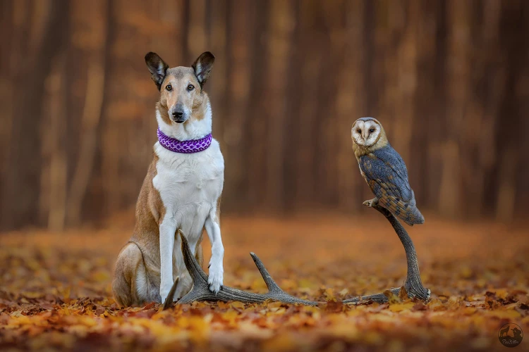 V zoo na ňu skočil lev, psa naháňala hodiny. Fotografka zbiera ceny zo svetových súťaží_2