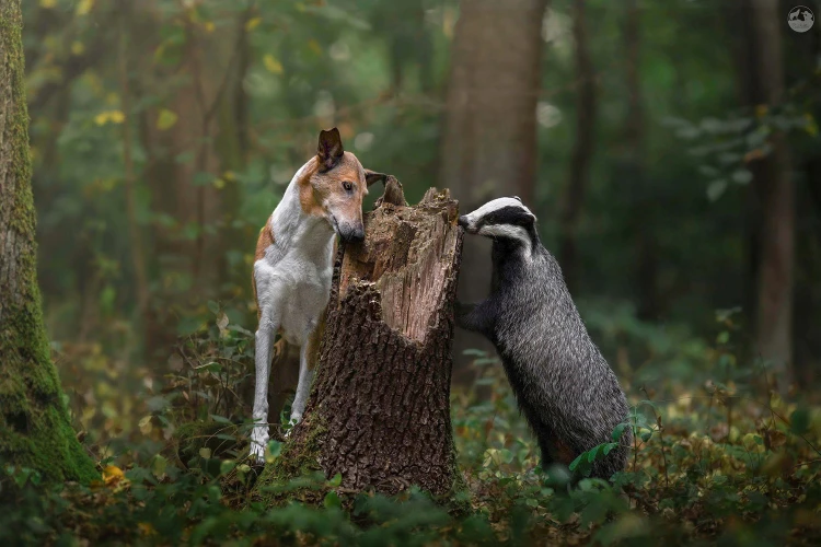 V zoo na ňu skočil lev, psa naháňala hodiny. Fotografka zbiera ceny zo svetových súťaží_4