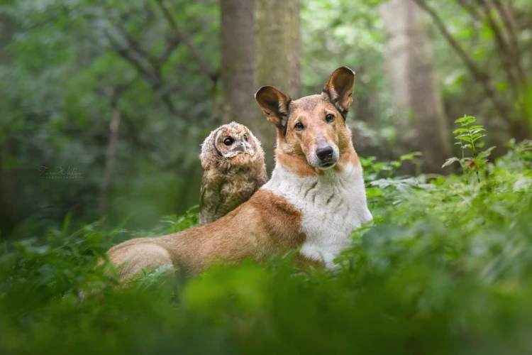 V zoo na ňu skočil lev, psa naháňala hodiny. Fotografka zbiera ceny zo svetových súťaží_5