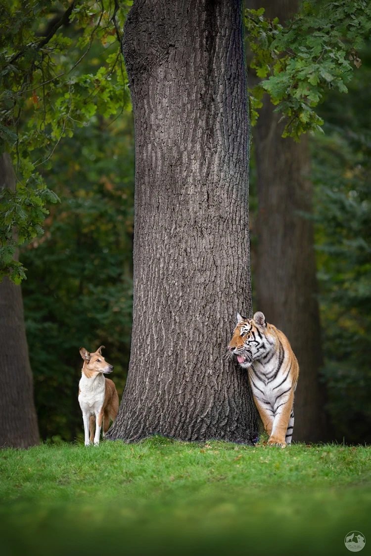 V zoo na ňu skočil lev, psa naháňala hodiny. Fotografka zbiera ceny zo svetových súťaží_6