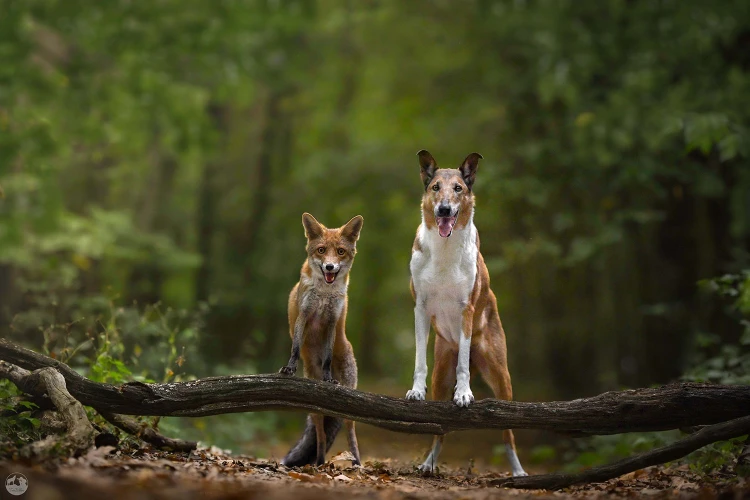 V zoo na ňu skočil lev, psa naháňala hodiny. Fotografka zbiera ceny zo svetových súťaží_9