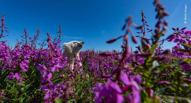 Fantóm hôr aj ľadový medveď medzi kvetmi: Pozrite si úžasné zábery divokých zvierat_2